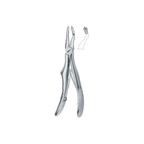 Molars3.jpg Molars 3 - Image 1